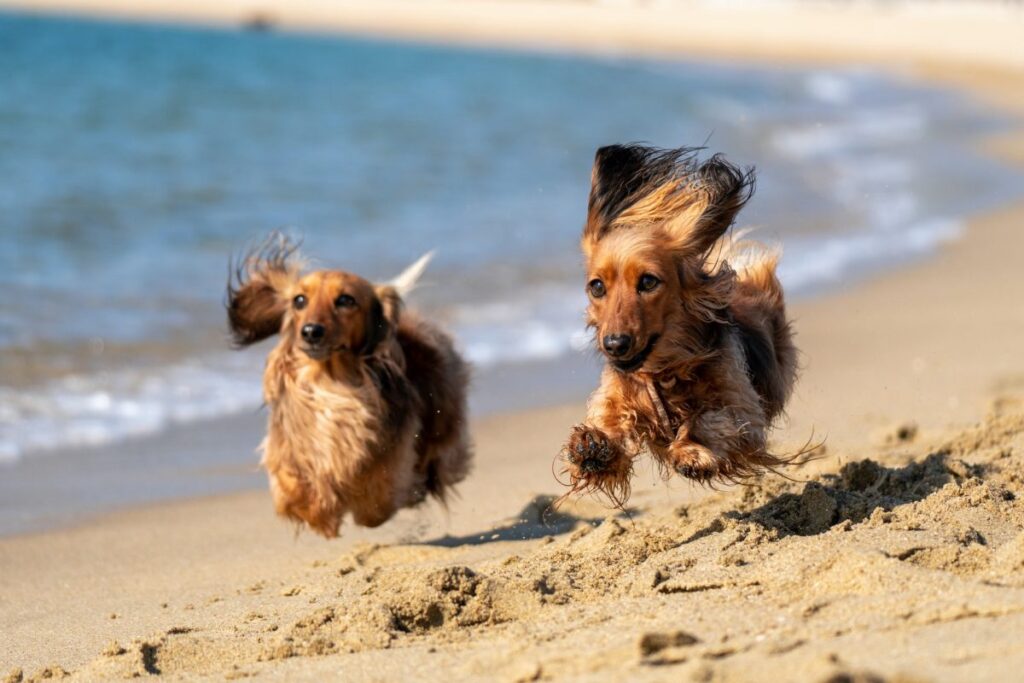 best-dog-beaches-melbourne-e1629963481544