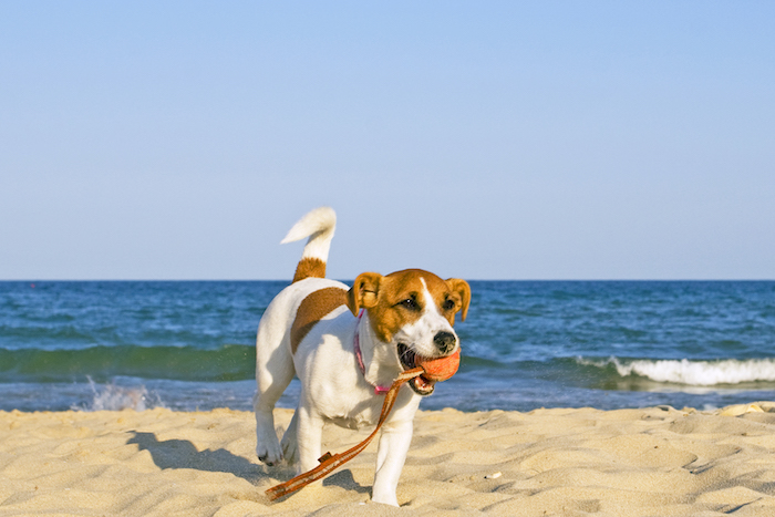 happy jack russell terrier ball and little girl on the seashore